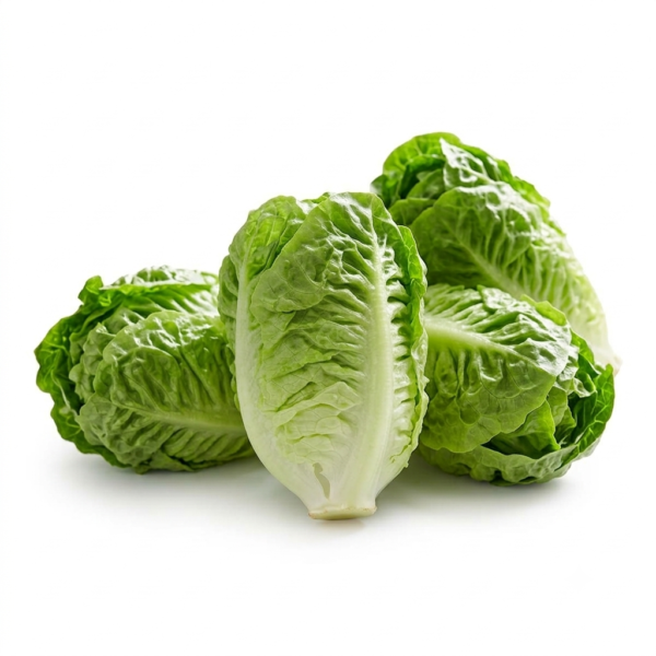 Baby Gem Lettuce